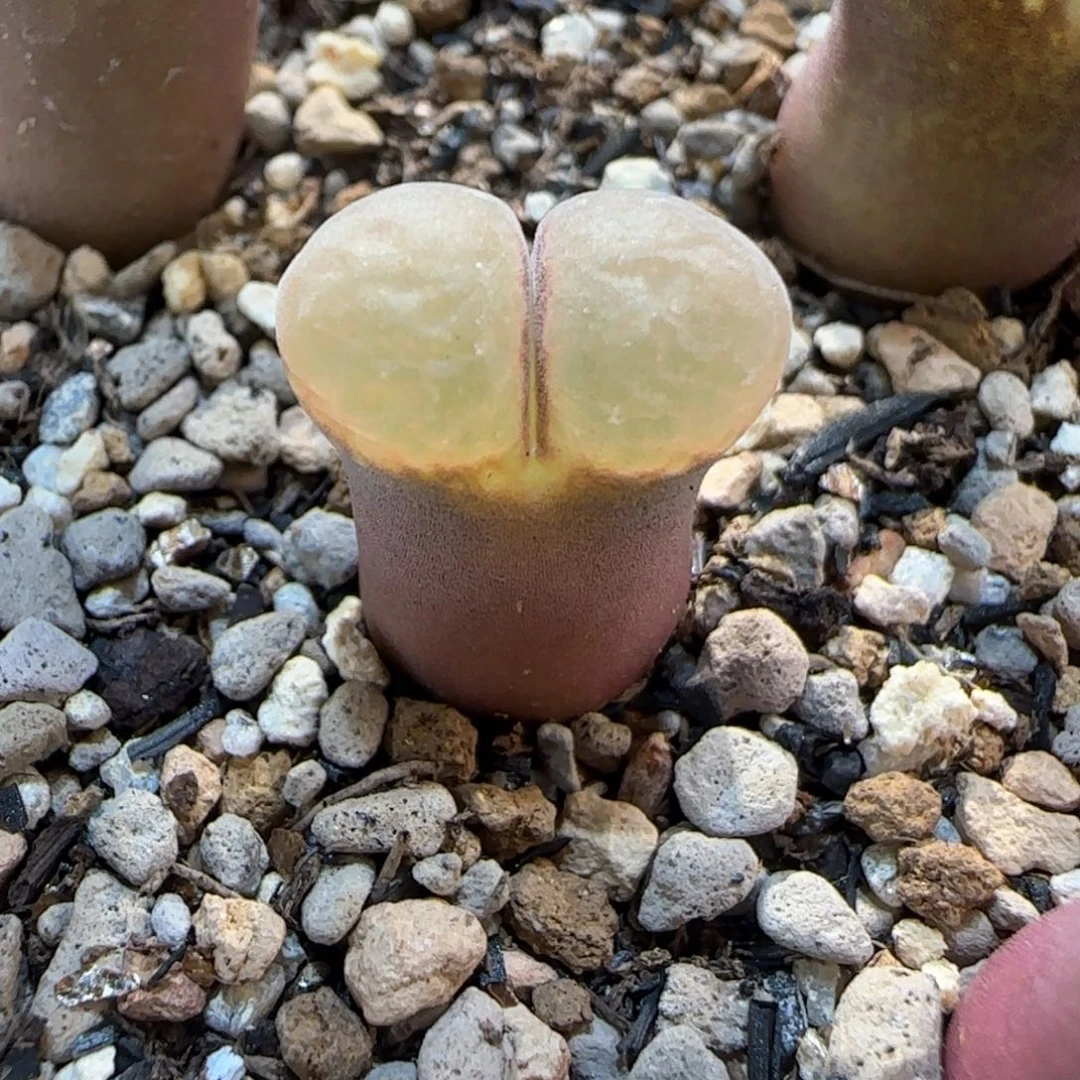 多肉多肉多肉1.18-012日红