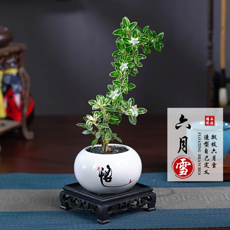 飘枝六月雪盆栽室内桌面茶几好养四季常青净化空气办公室花卉绿植