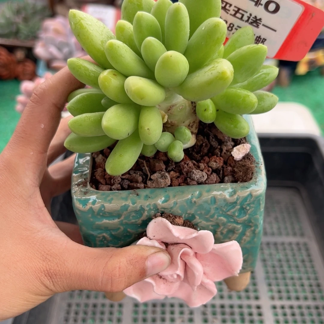 表妹精品多肉植物640.
