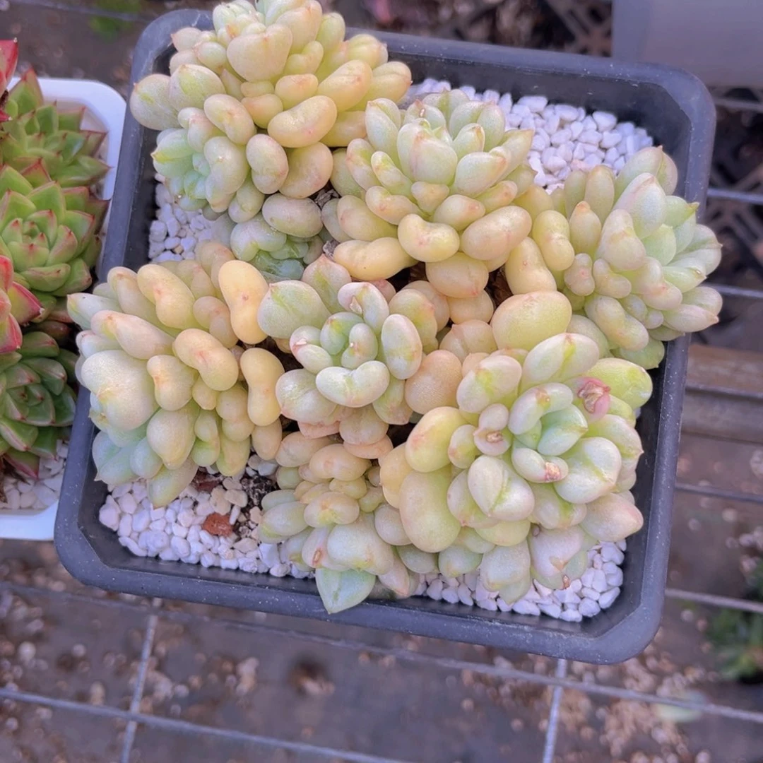 比尔盖茨13公分8999999999