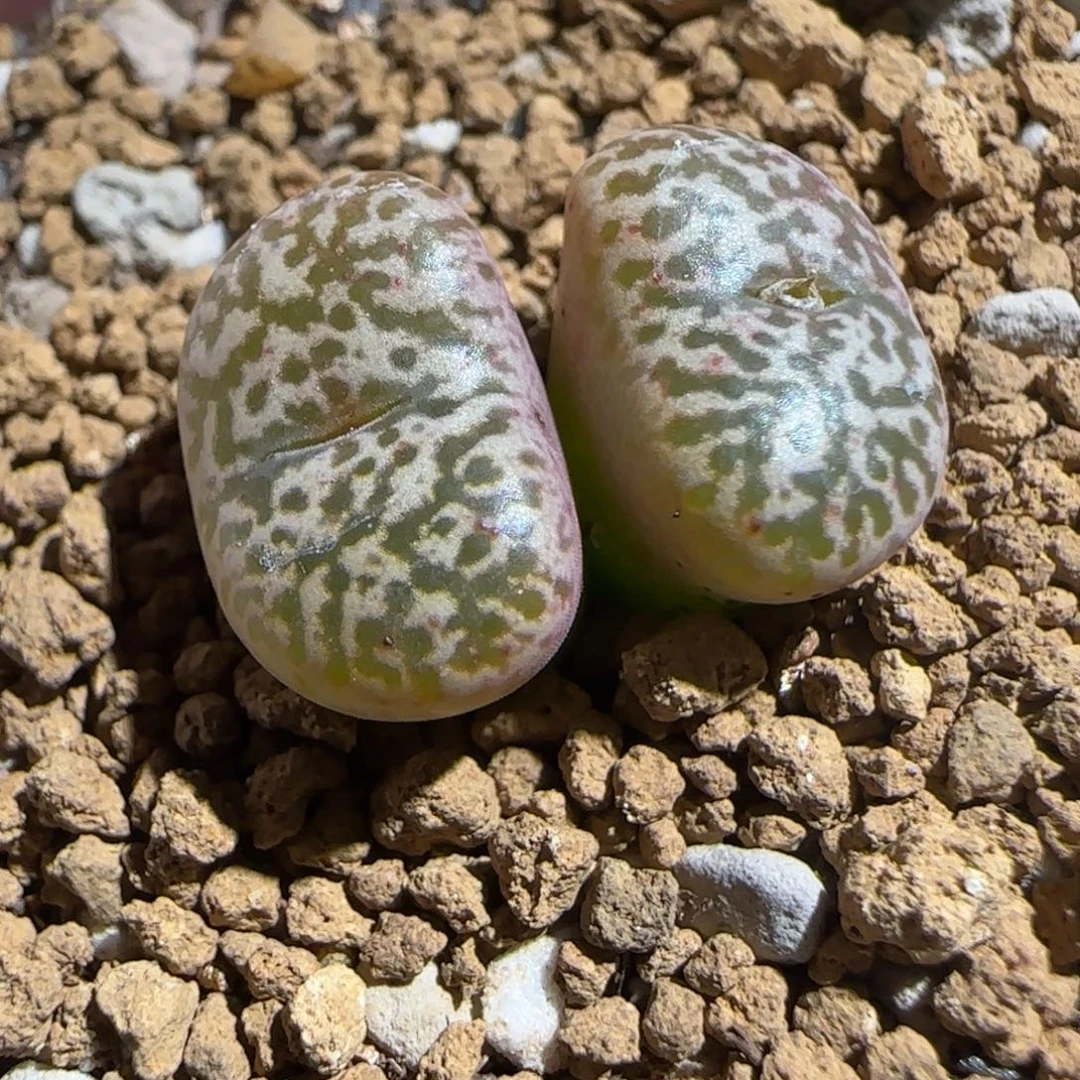 肉锥多肉植物组合-豹纹504