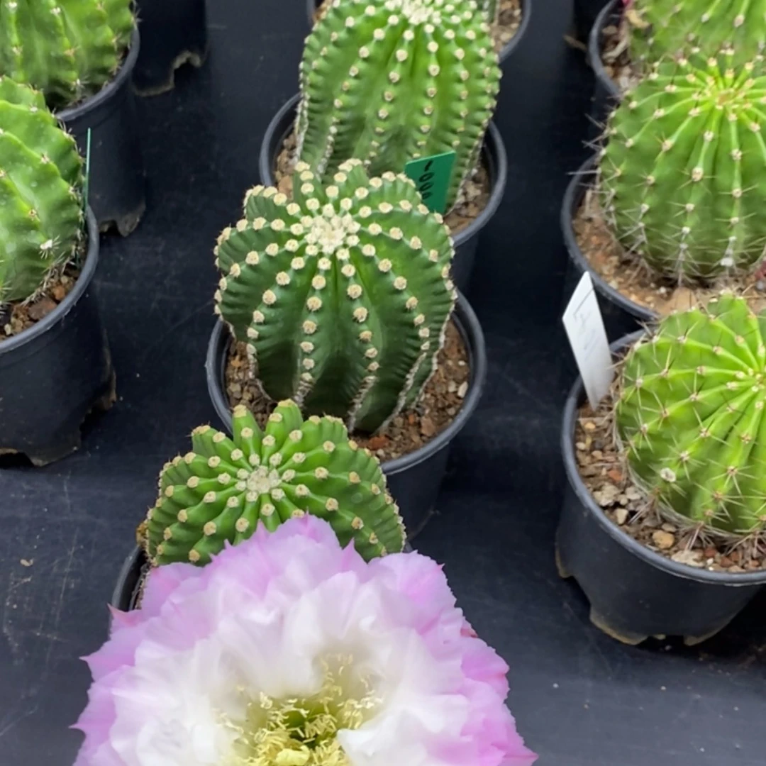 【闪购商品】彩草1000自根