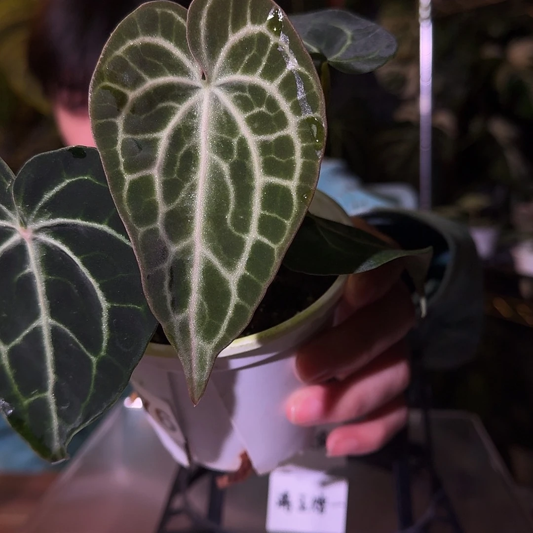 不开花植物B76个体克莱恩