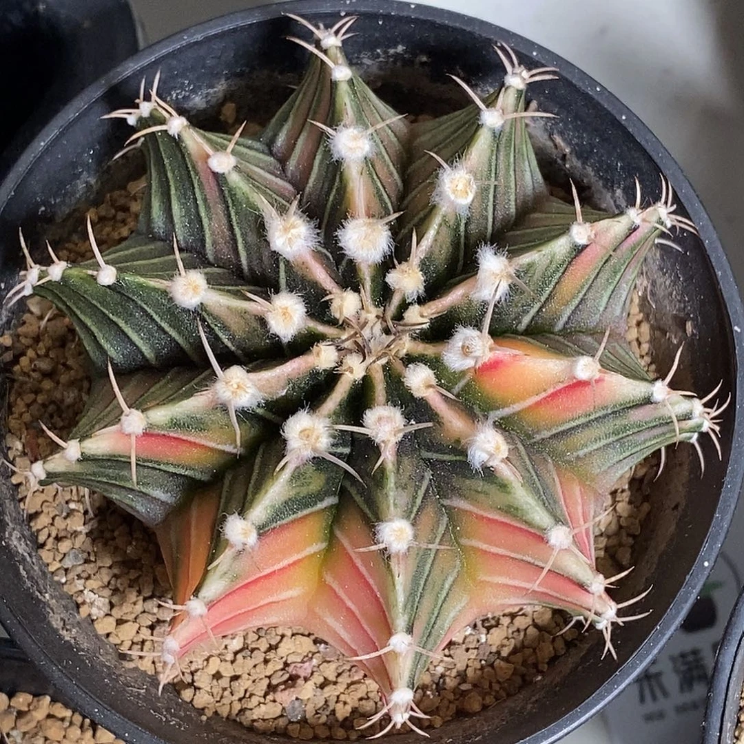 米哈仙人球肋骨锦实生009