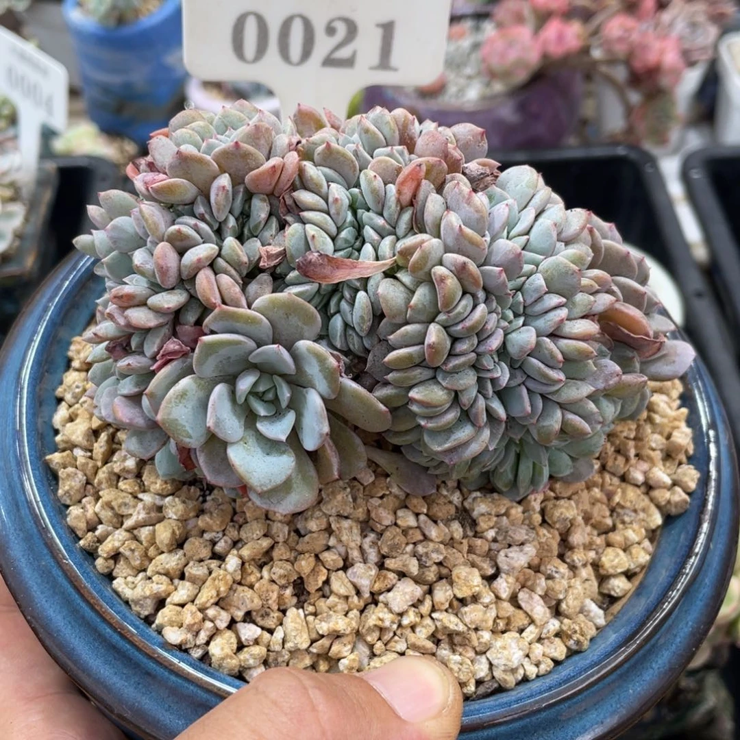0021海棠花不带盆11厘米