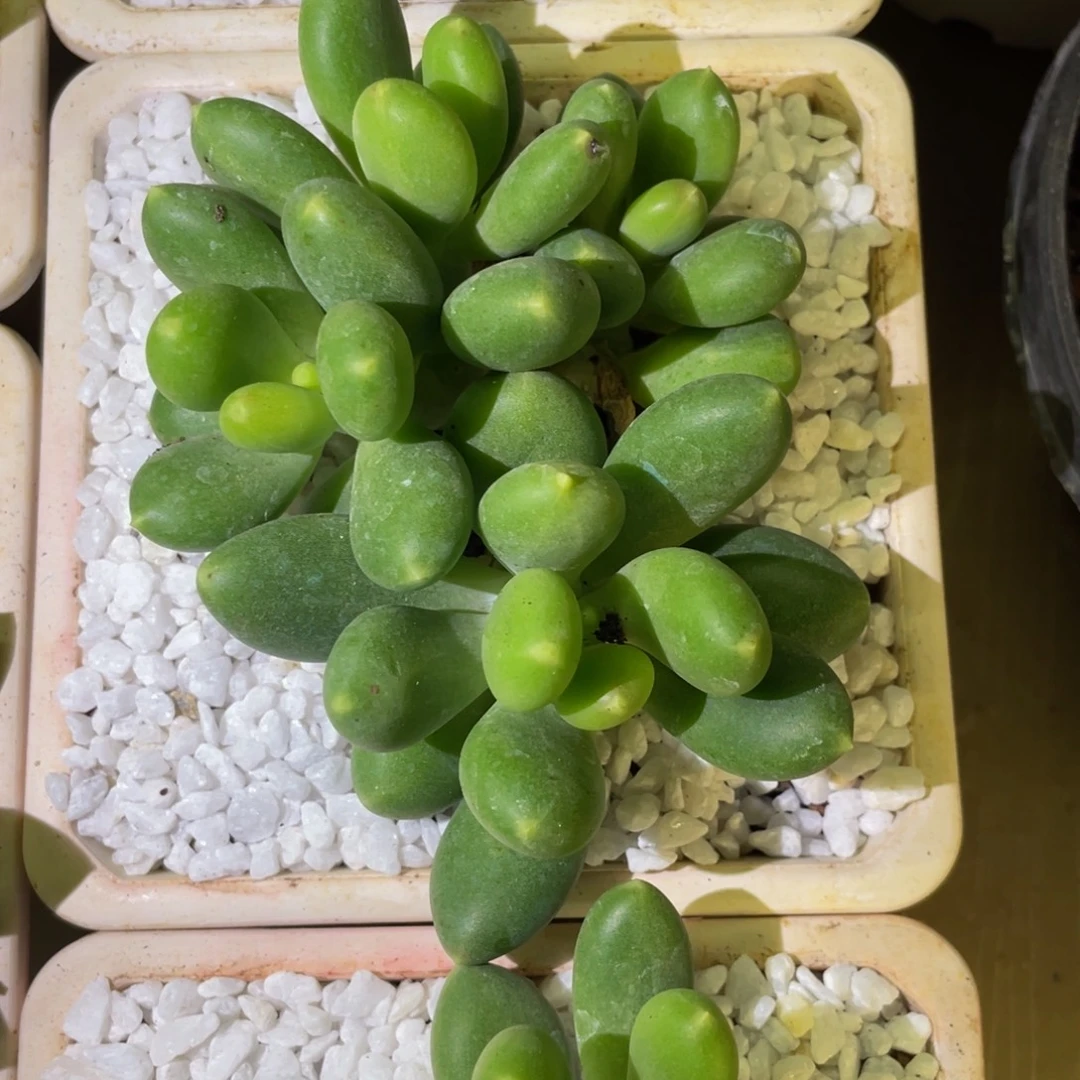 kk美人多肉植物盆栽