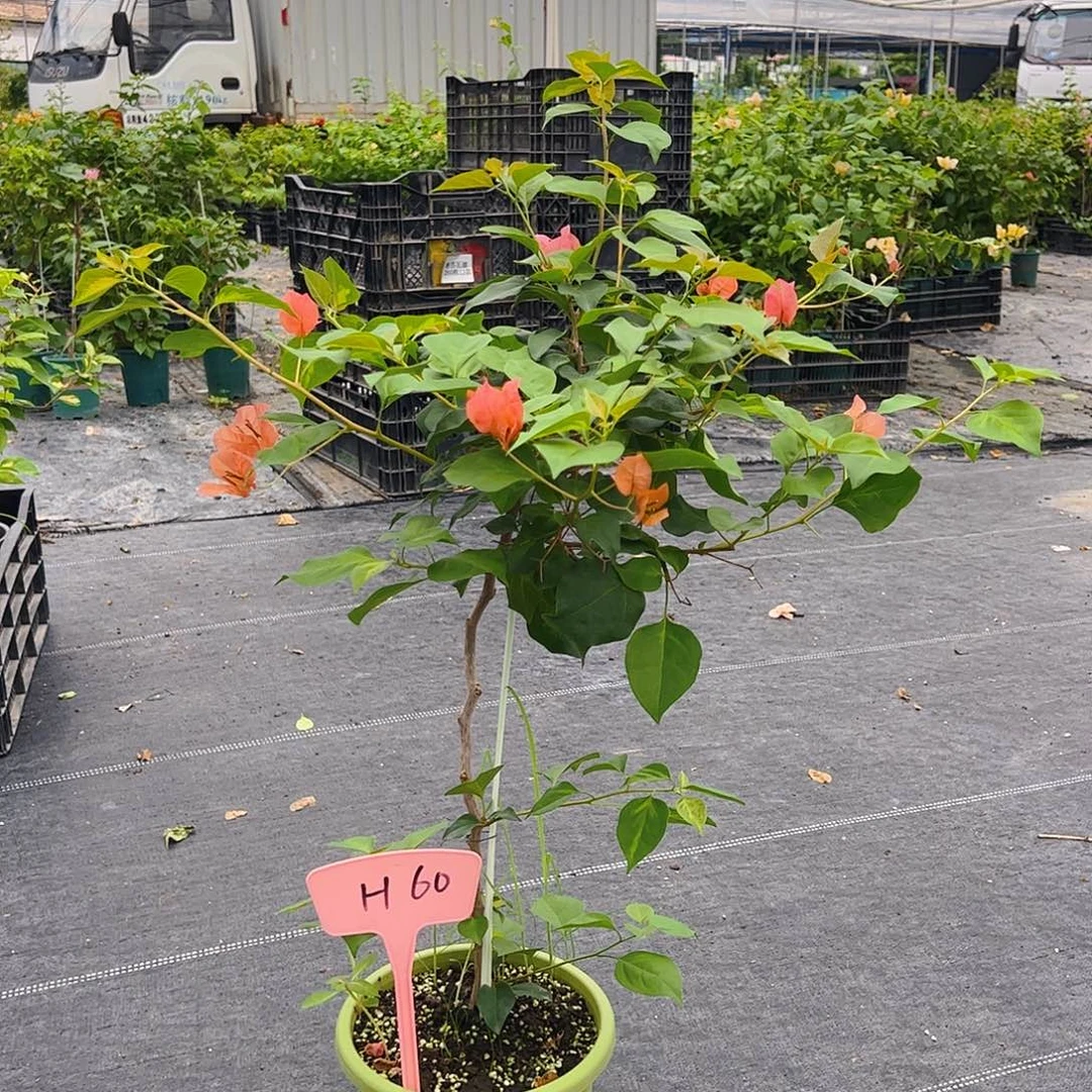 当前无花栽培后可以开花H60暗夕棒棒糖