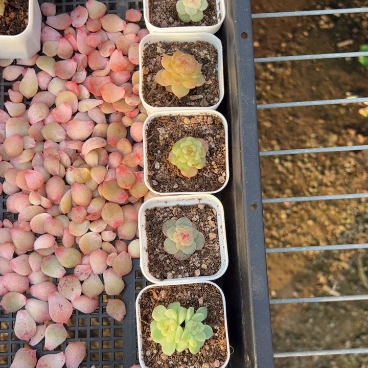 有***礼有理专拍链接啊啊啊啊啊