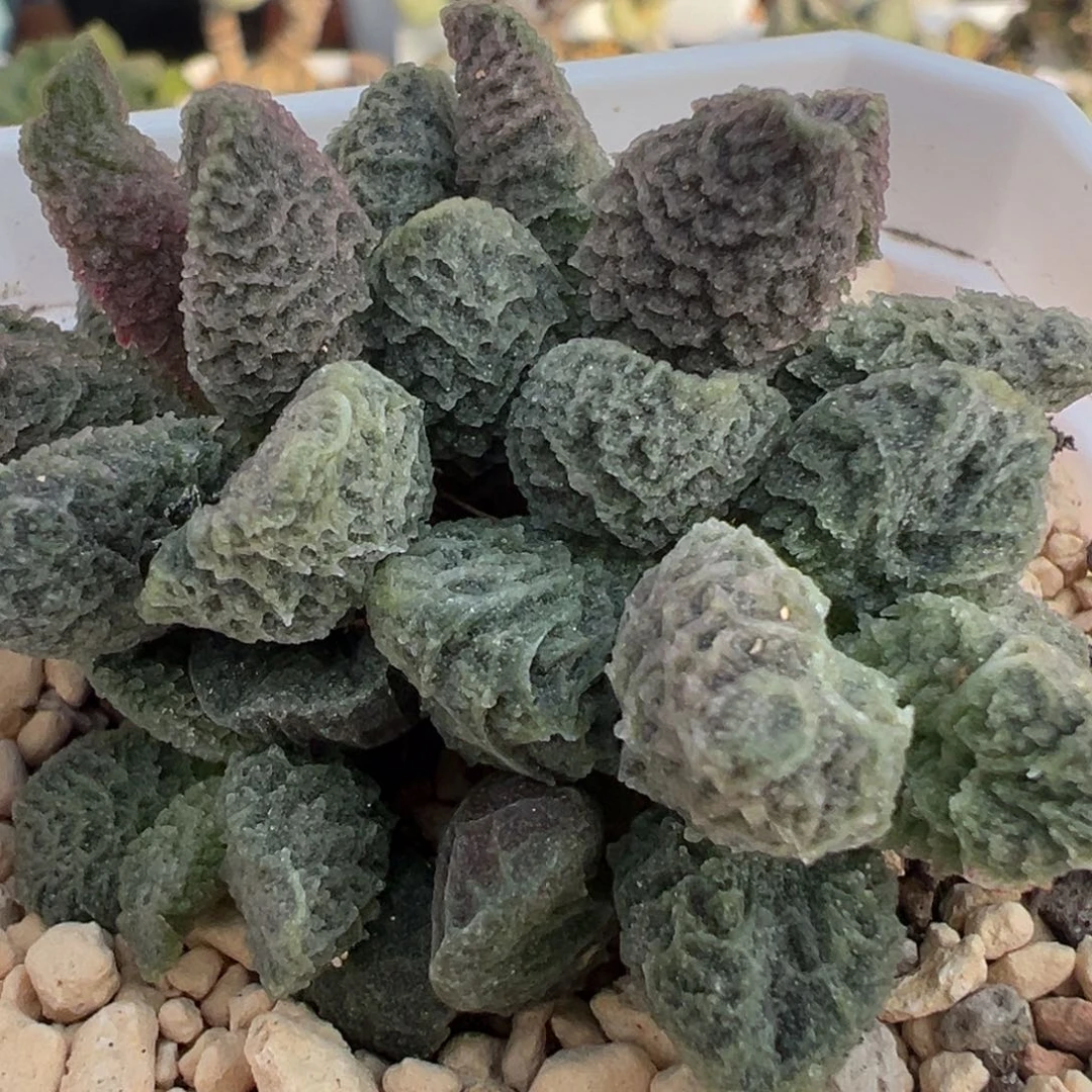 大鱼海棠带倒刺多头纯木质桩多肉植物