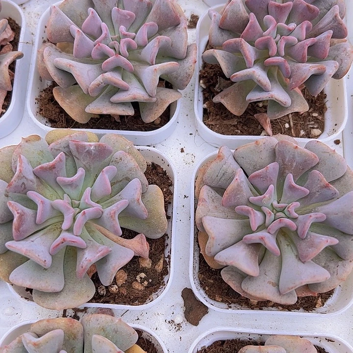 雪精灵托土19包邮多肉