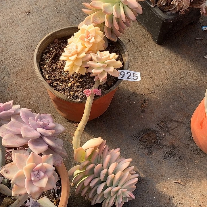 925淡雪锦一物一拍多肉