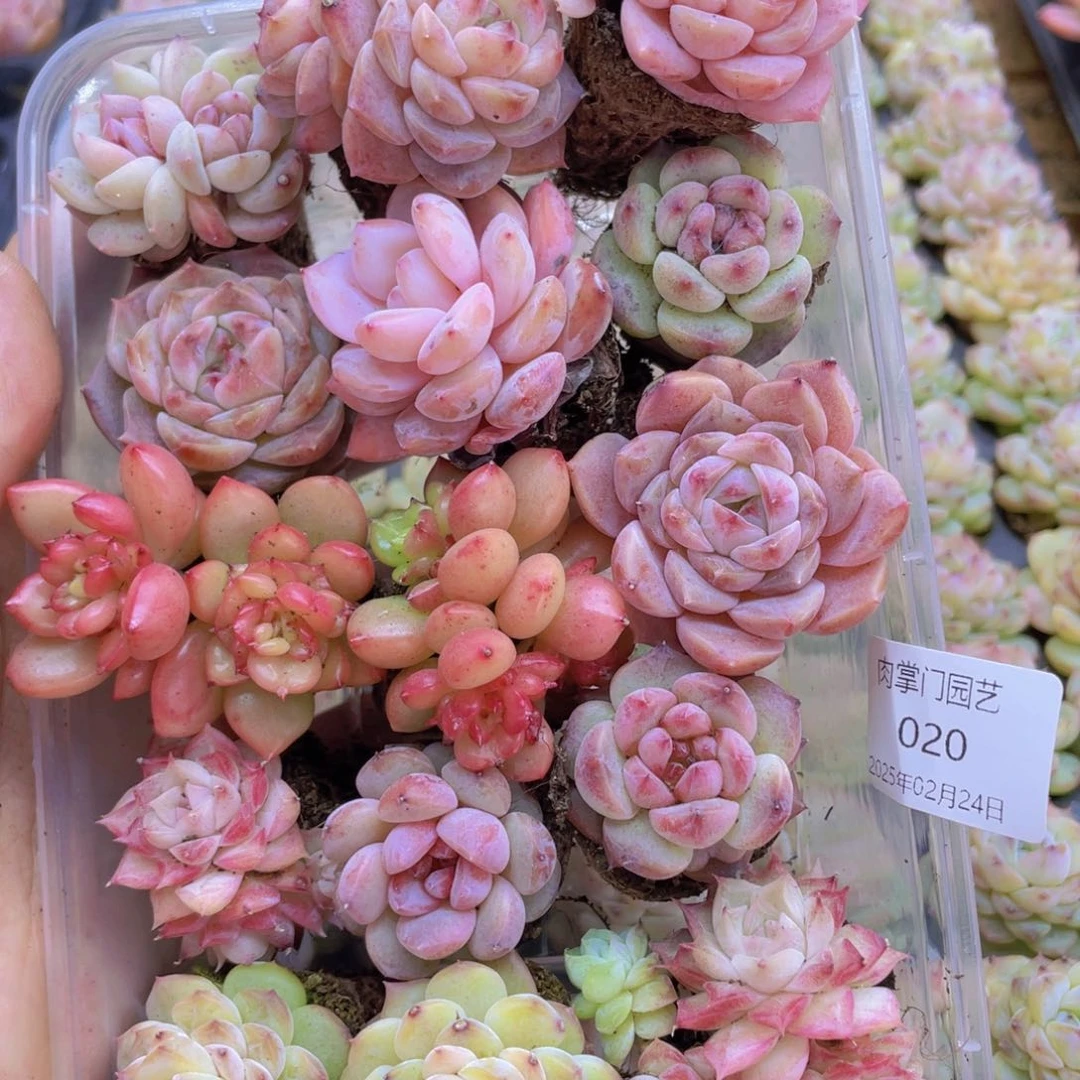 开心快乐幸福020