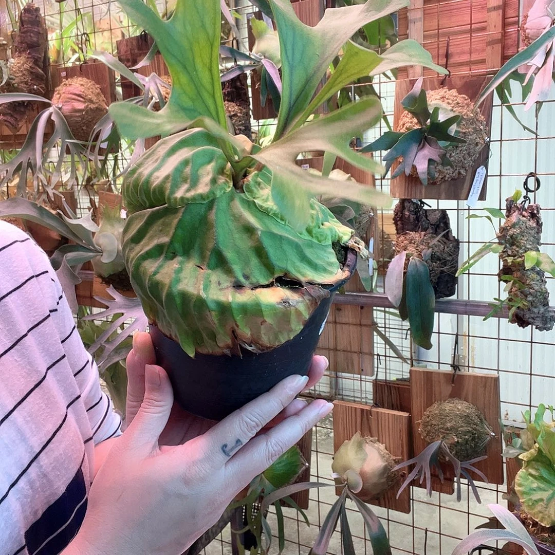 无花朵宽叶亚猴A008