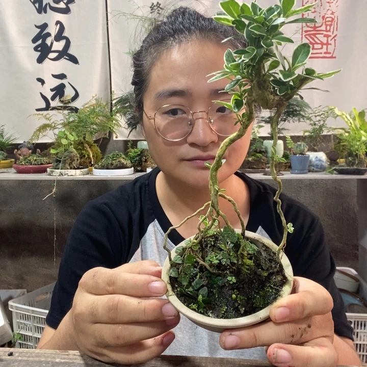 澜***汐无花朵一物一拍164