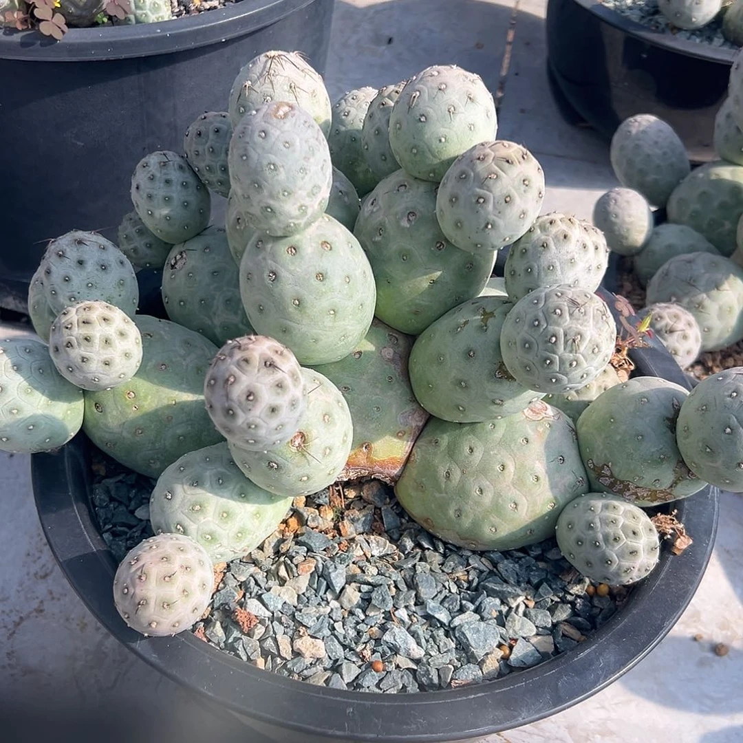 完全开放大群习gggggg