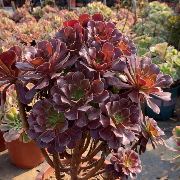 花纳多肉植物52。