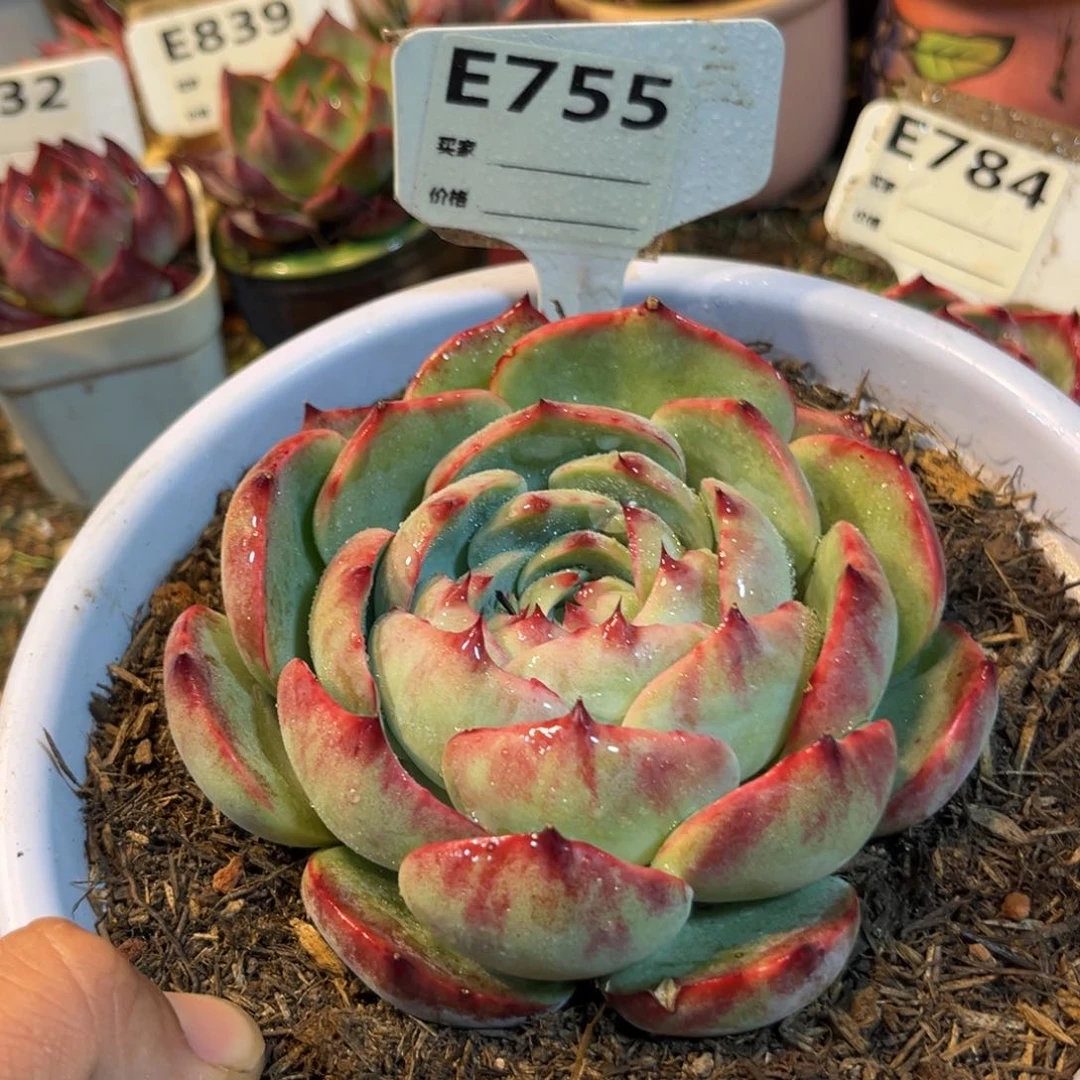 冰**-惊鸿一瞥755号多肉