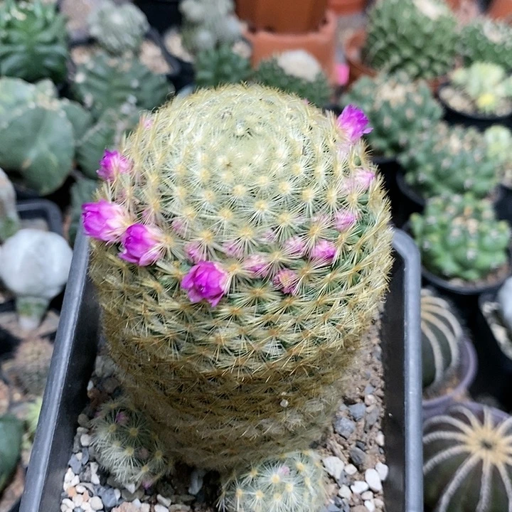 花花草草花花草草