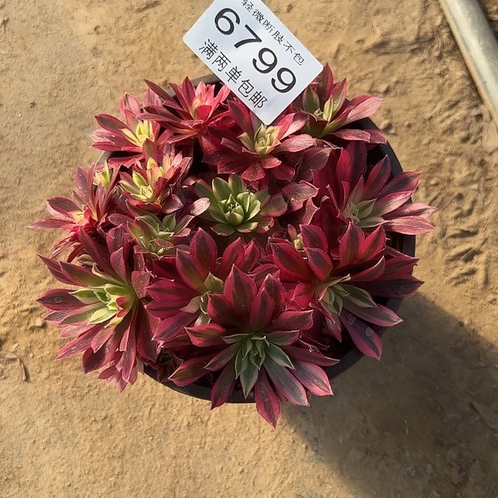 6799凤凰的人多肉