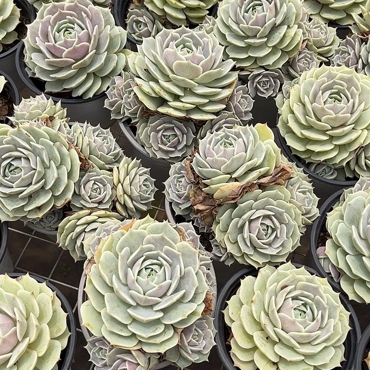 露那莲9.99多肉植物