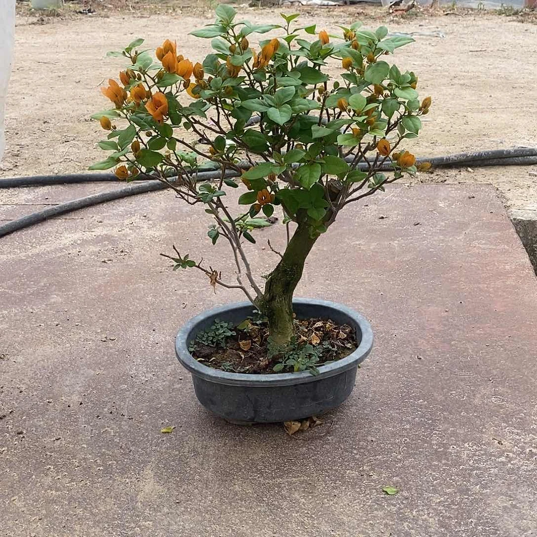 红陶随***飞变色龙一物一拍