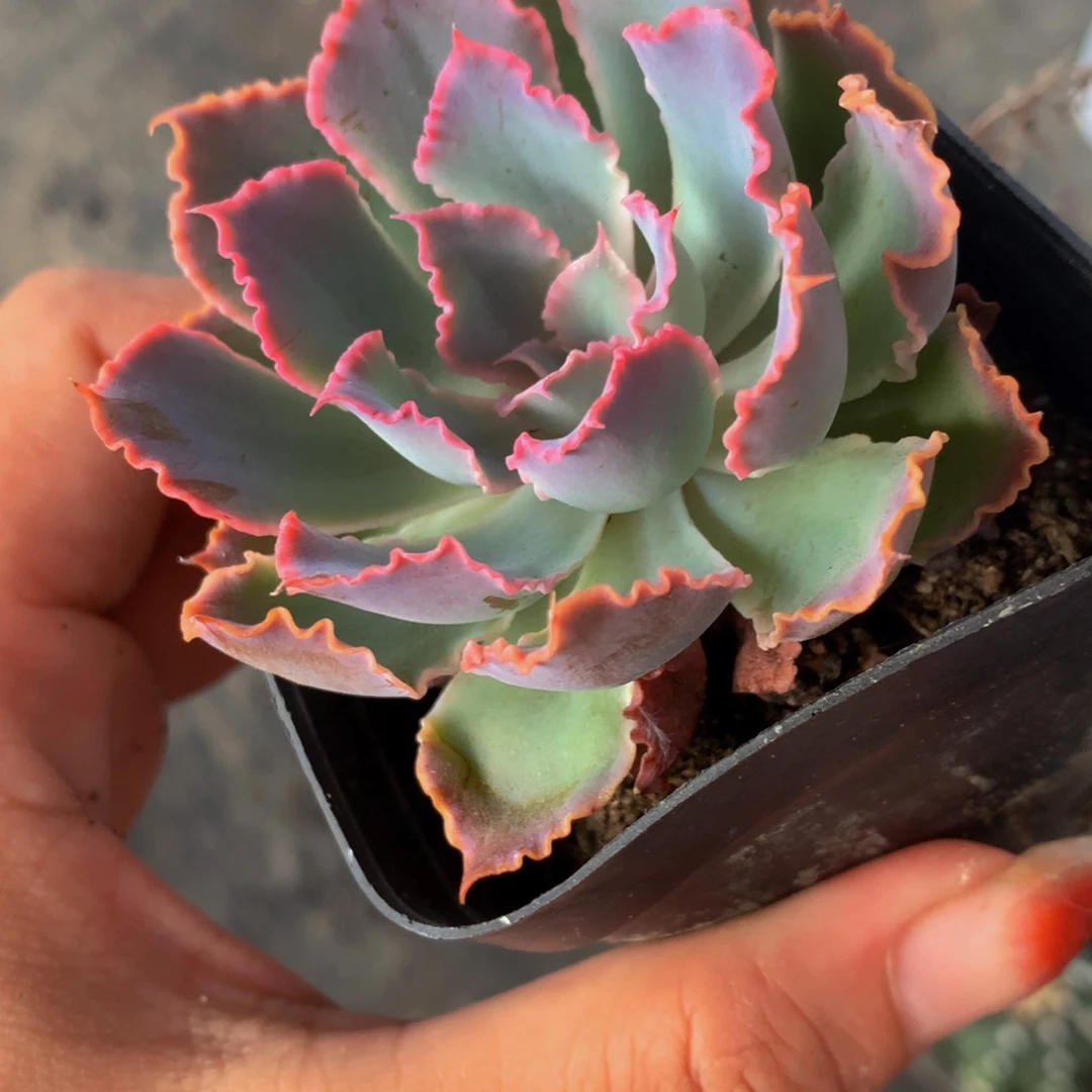 晚霞之舞 （满9.99包邮不满9.99发叶子）