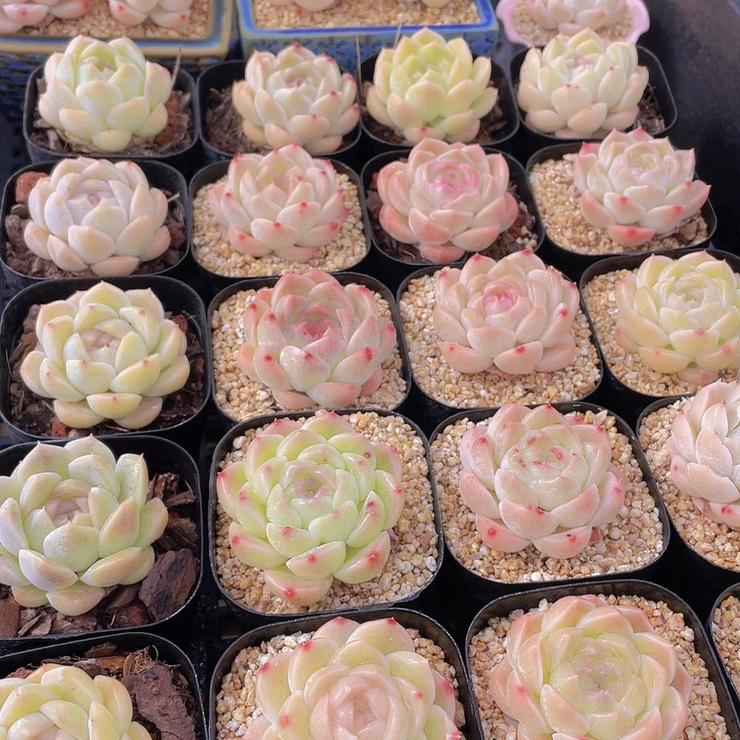 量拍104号 白桃汽水单头一个