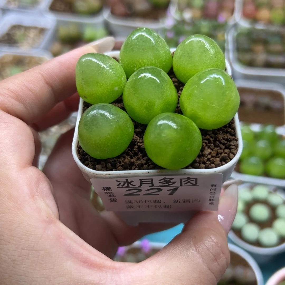 221灯泡七颗裸根发货