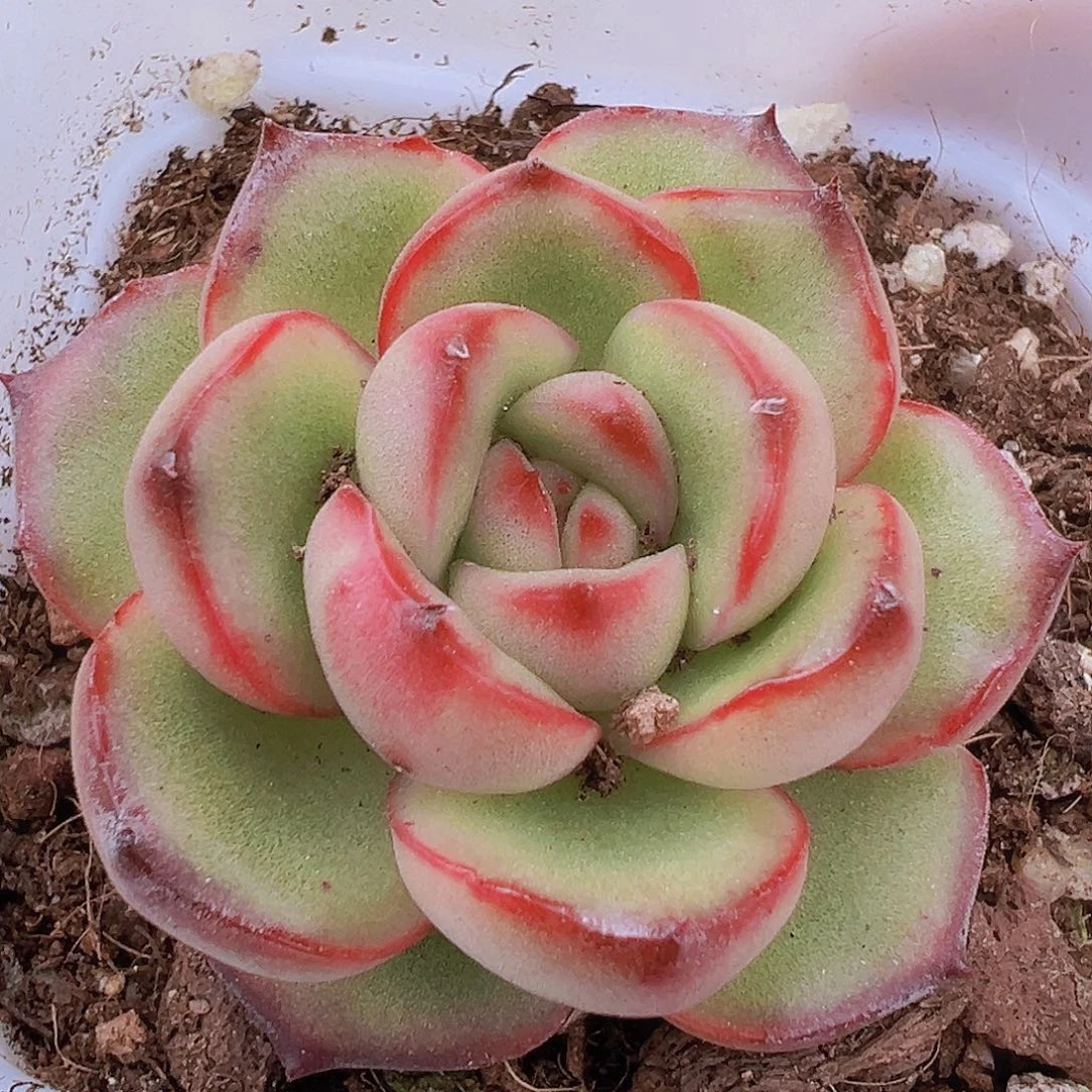 万宝龙19包邮多肉植物