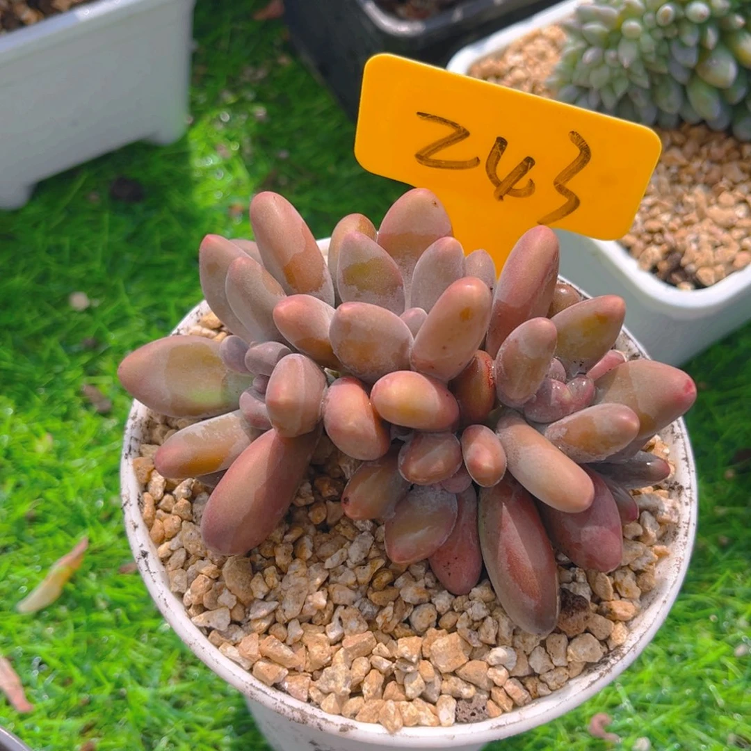 向**。243dfghjjjjjjjjnj