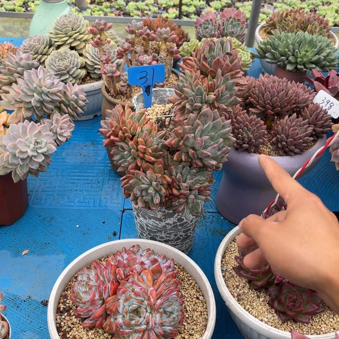 用****50031暗纹多肉植物