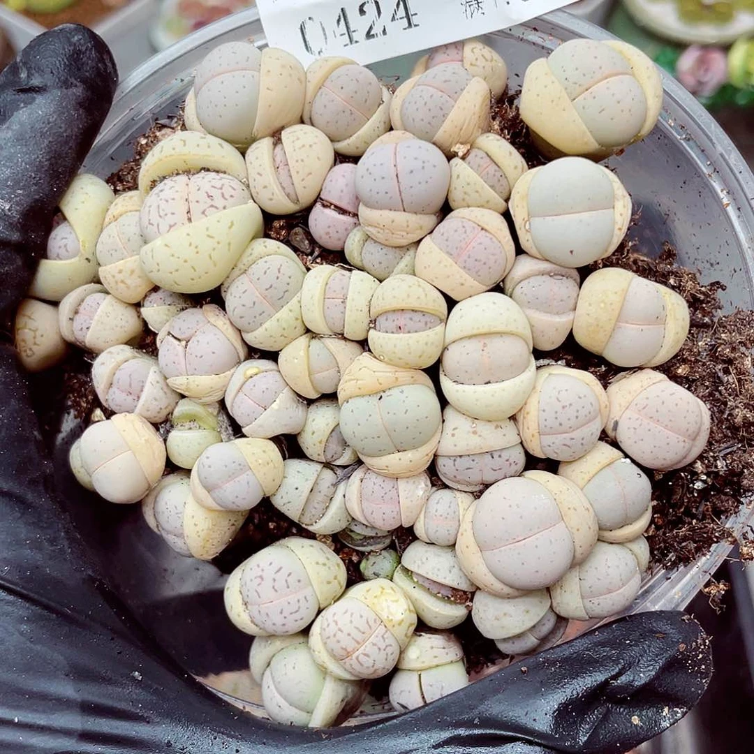 郎哥多肉18包邮0424-622