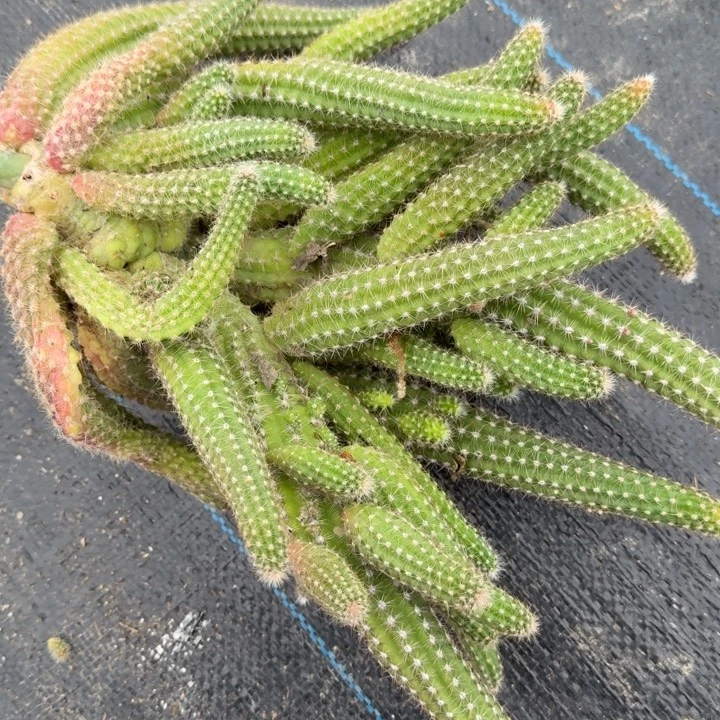 白檀仙人掌群生一群592