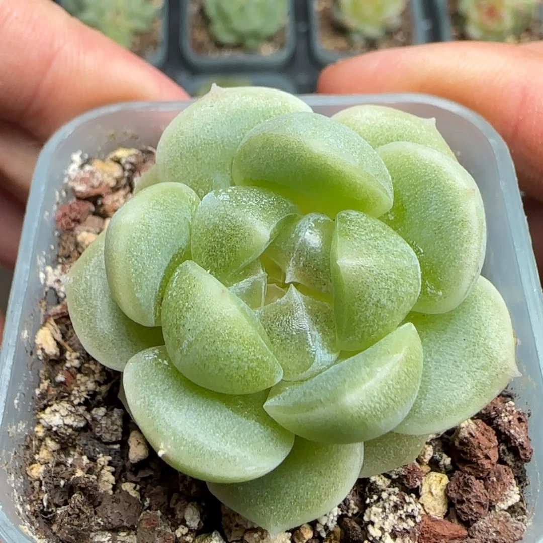 一物一拍财富密码