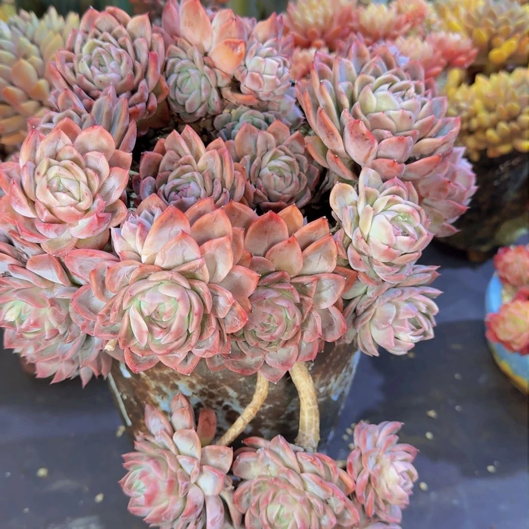 婷*了多肉植物的生长发育和生长