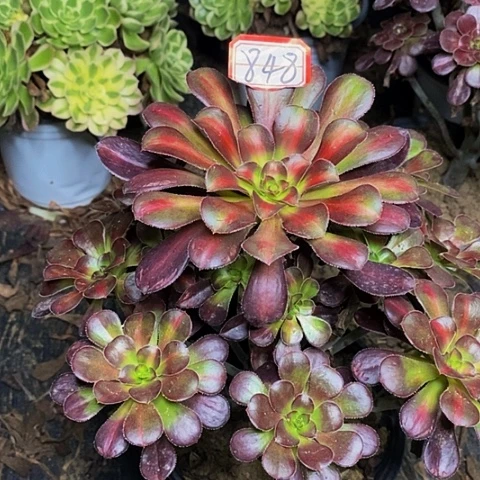彩虹糖老桩捧花848号