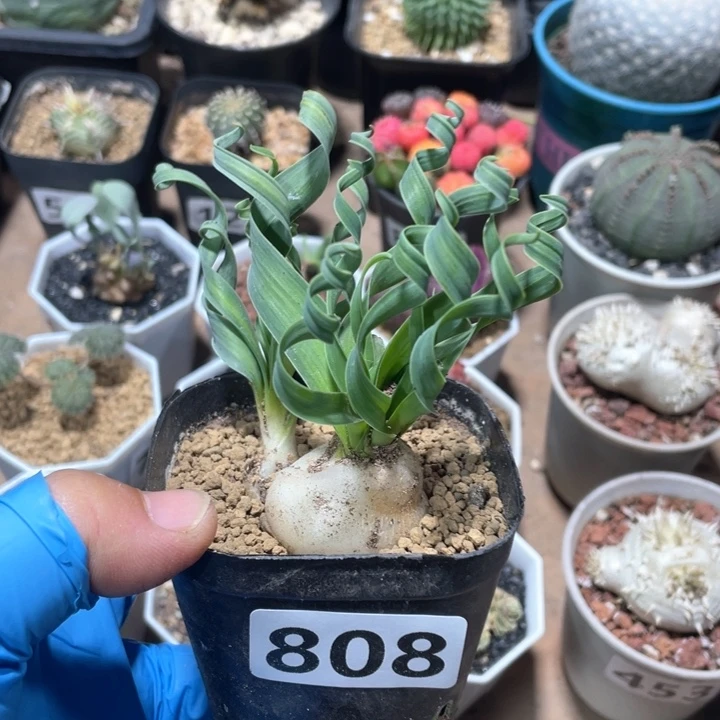 808宽叶弹簧草植物