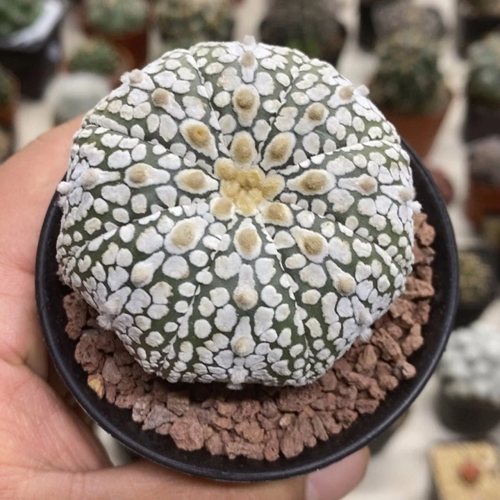 实生浓白兜特价包邮