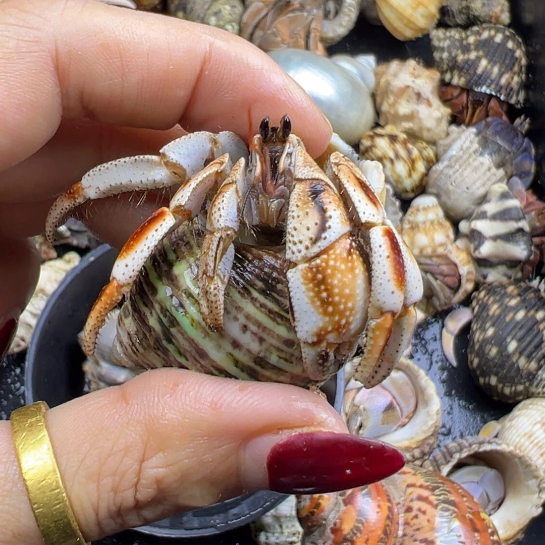 大马岛2.1橘色微磨