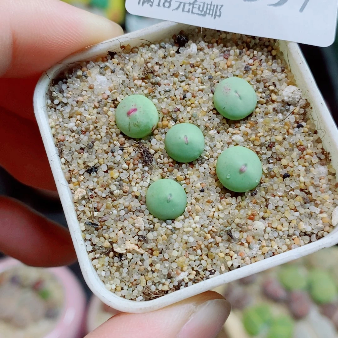 生石花花花花花花997