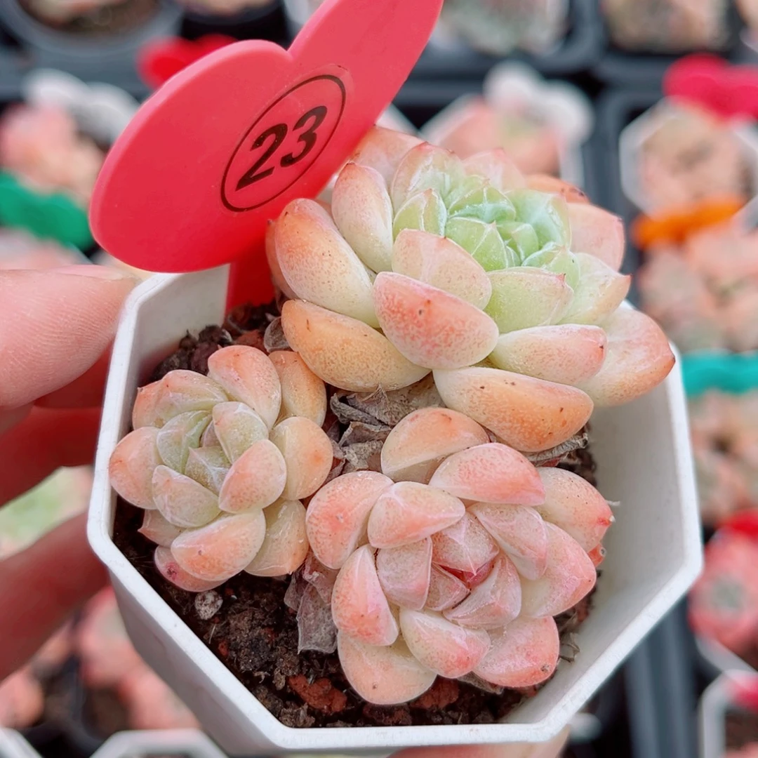 23号小老桩糖心群
