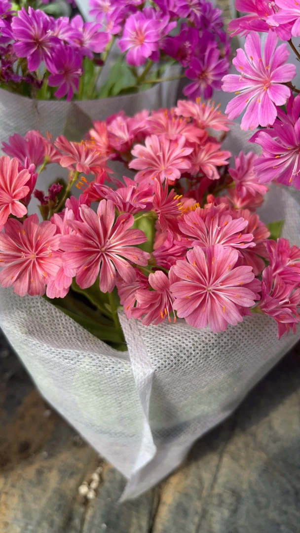 [漫时光花卉]盲盒露薇花 带盆土无花箭苗青很好老桩（no售后）