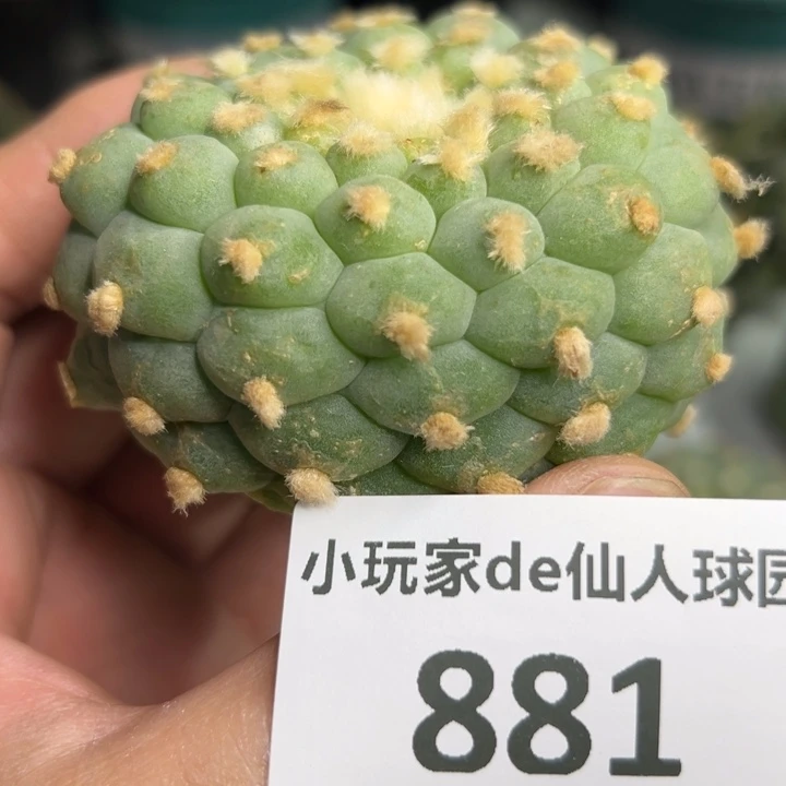 881可节后发货 可帮发根