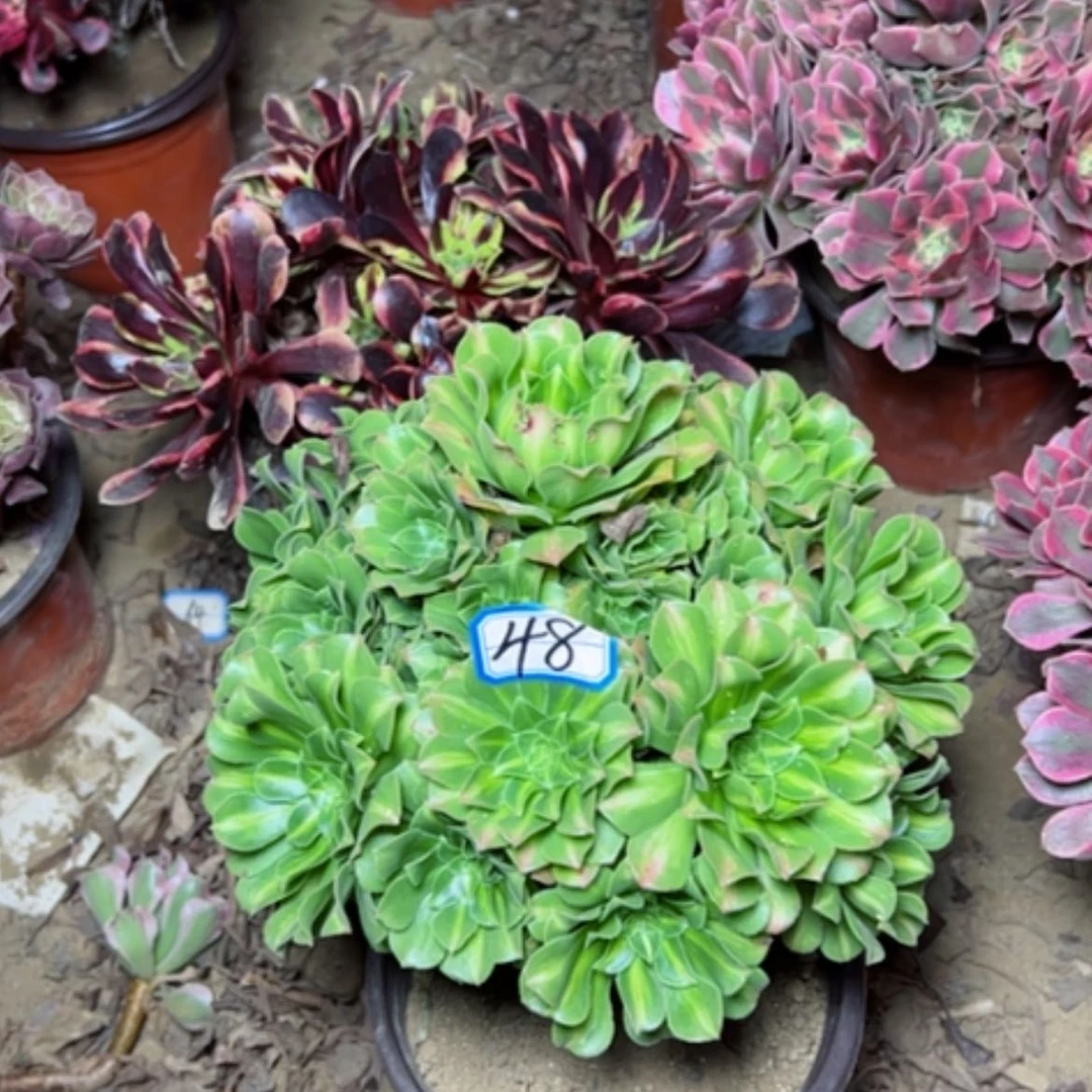 【闪购商品】翡翠48