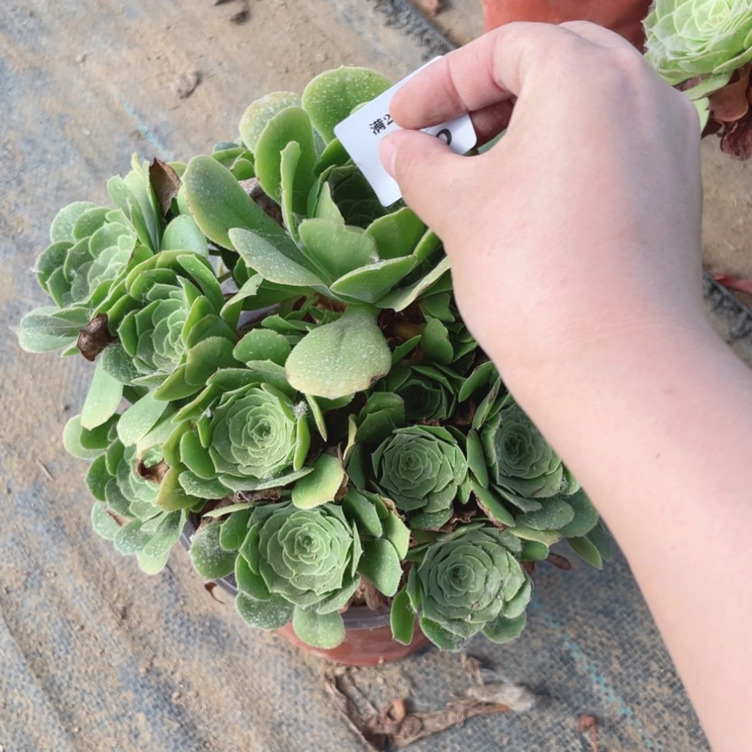 540绿杨蓉法师多肉断枝不售后