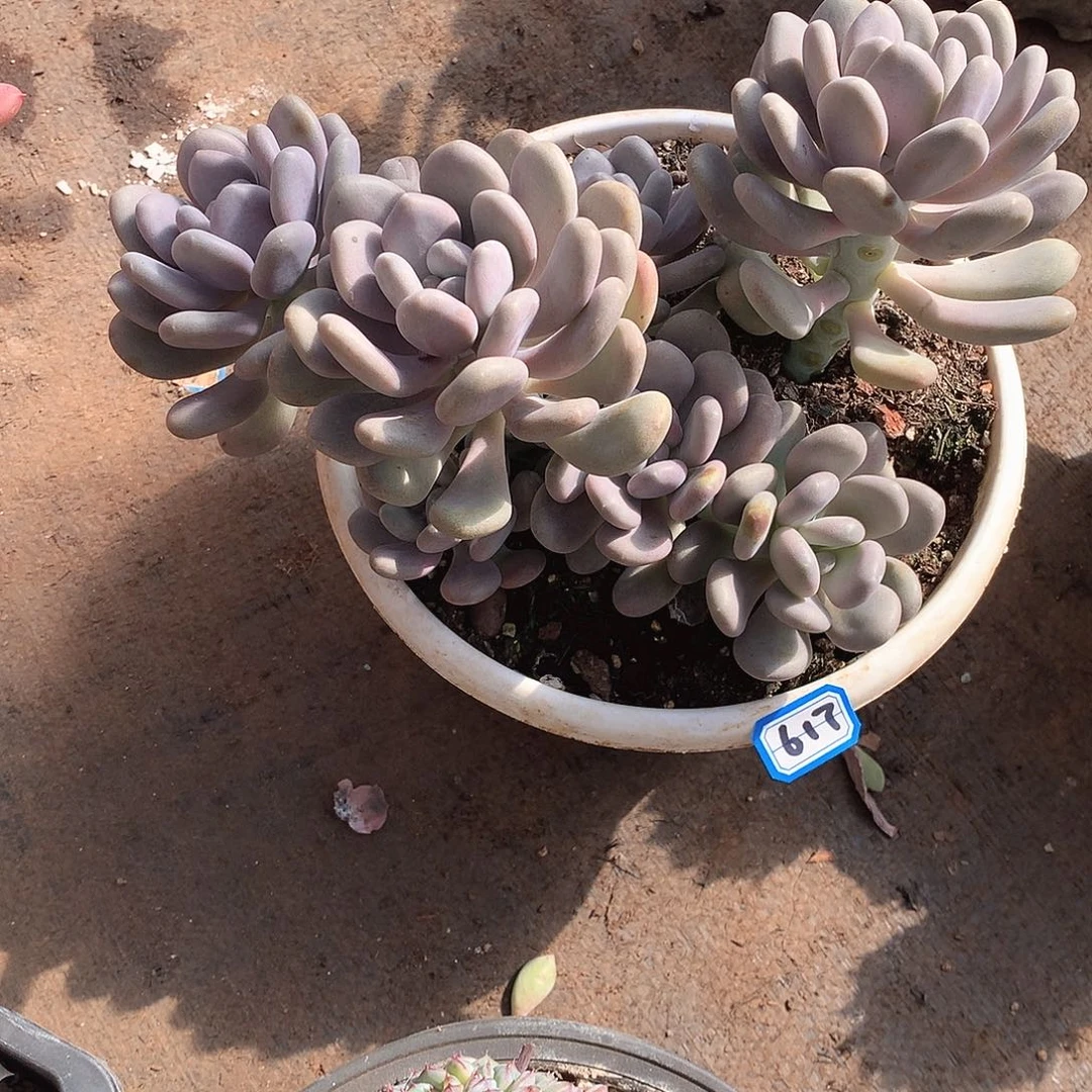 617月美人 一物一拍多肉