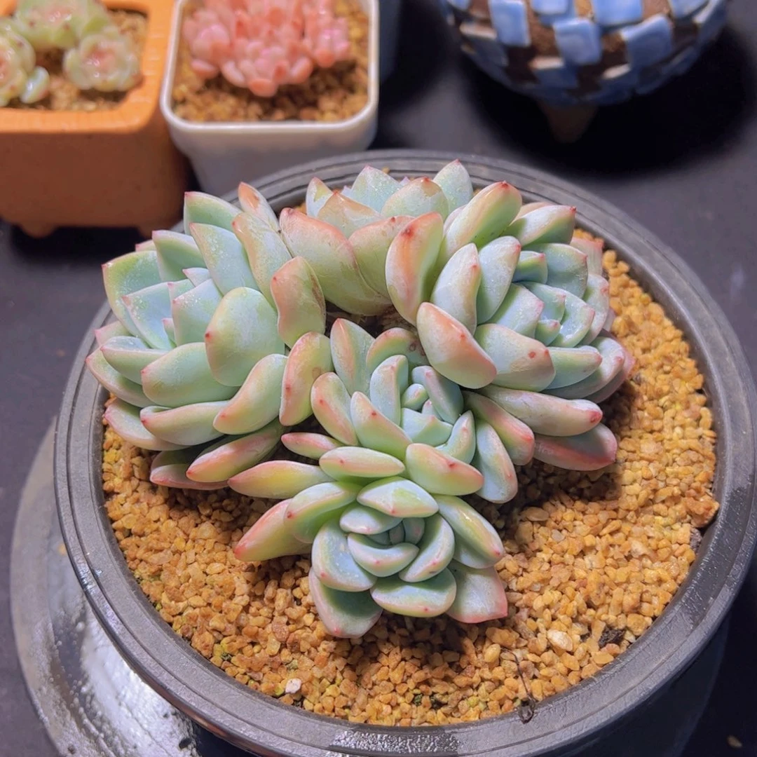 Y**a草莓泡芙，多肉植物