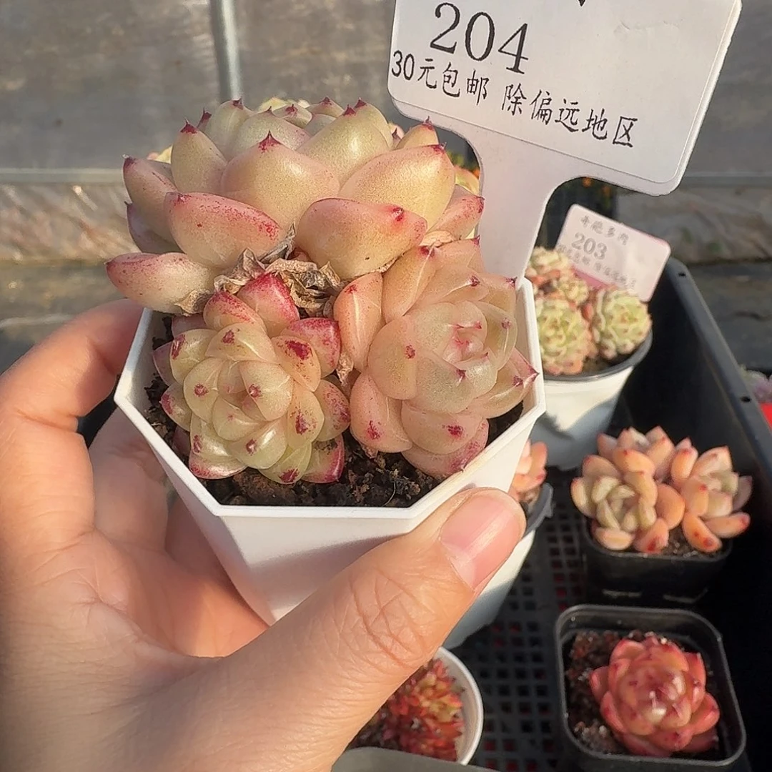 204 脱土 一物一拍 不包整