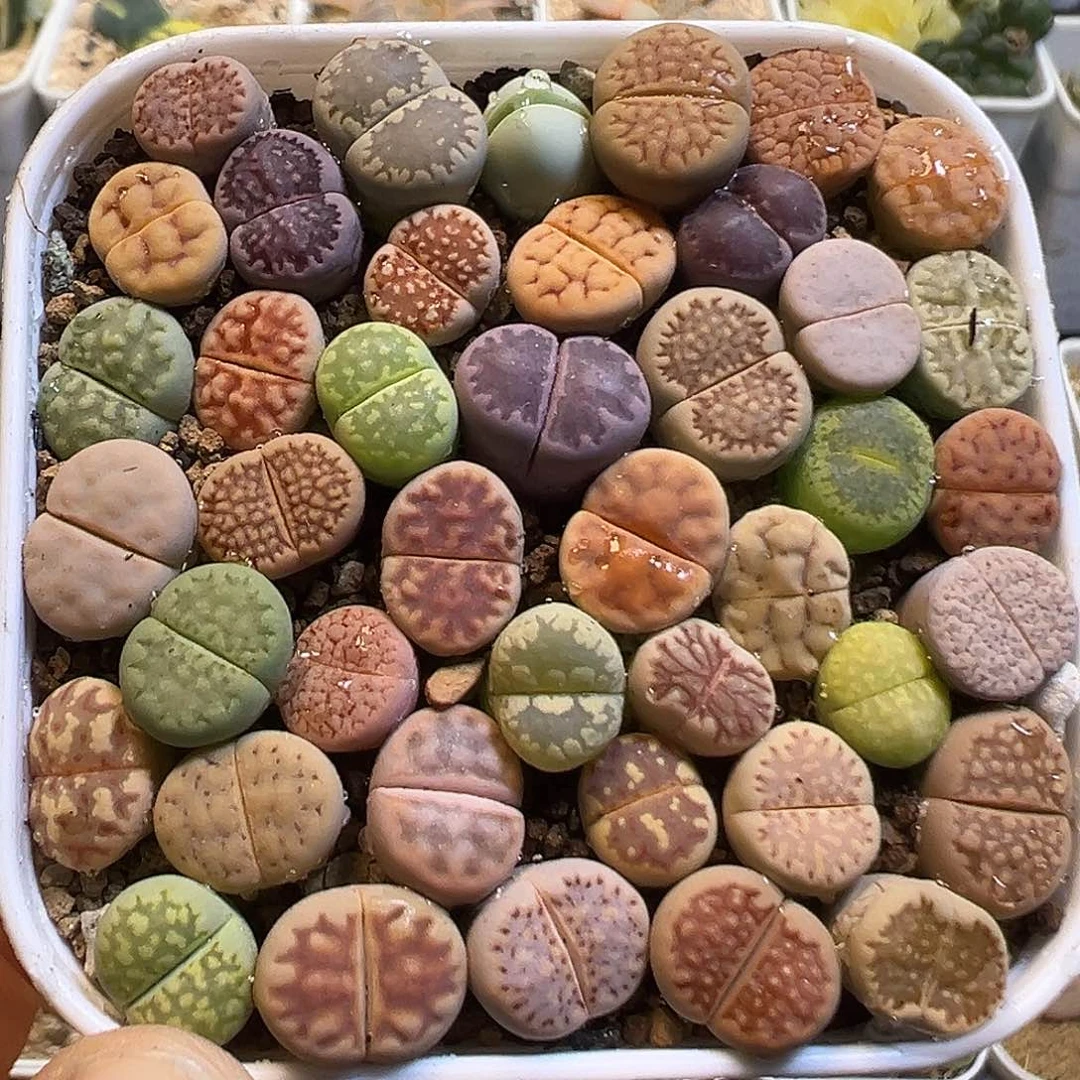 70多肉植物百科知识