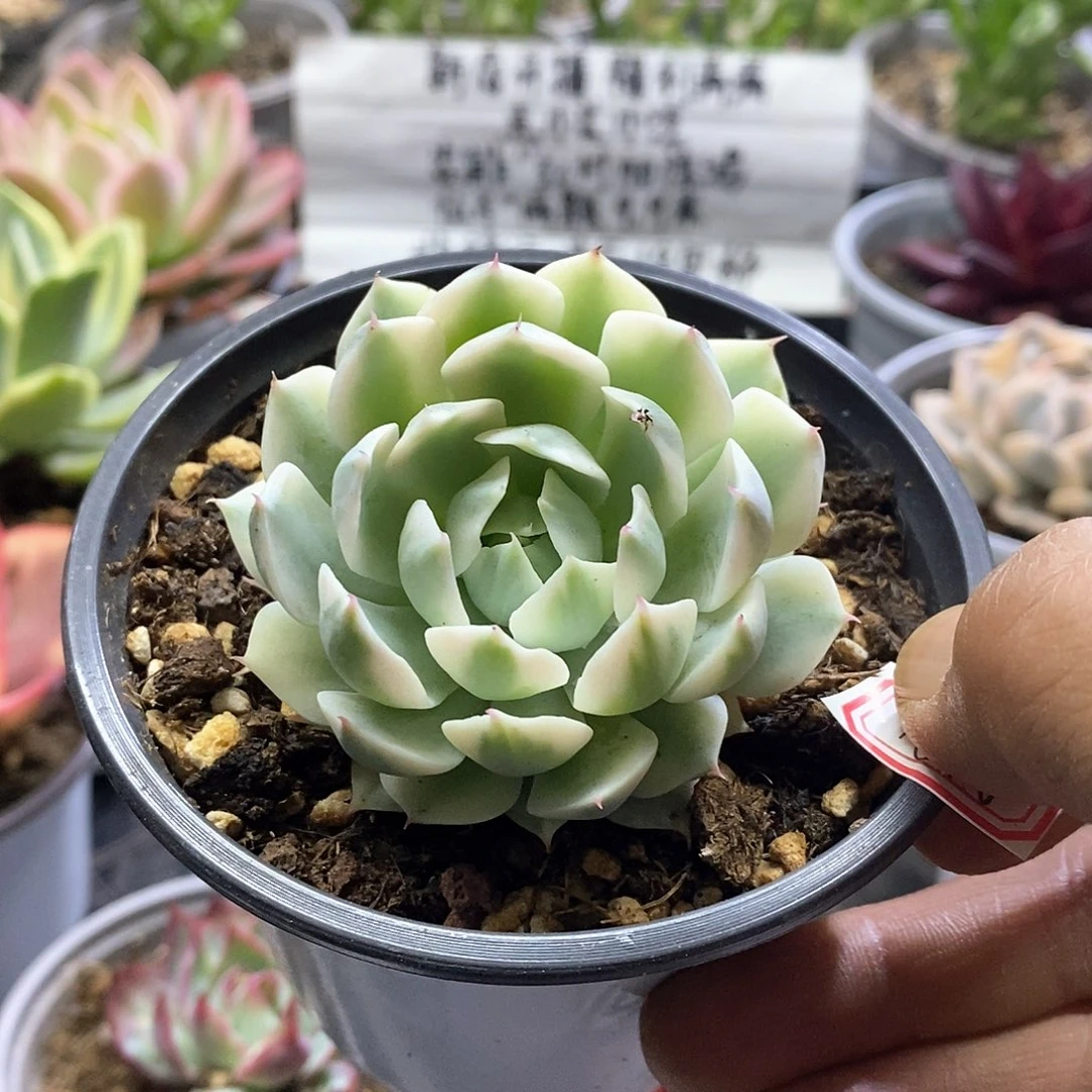 1616风声腹轮锦多肉